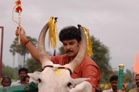Tamil Movie   Murattu Kaalai Stills